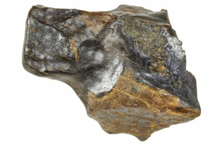 Fossil Triceratops Shed Tooth - Montana #376870